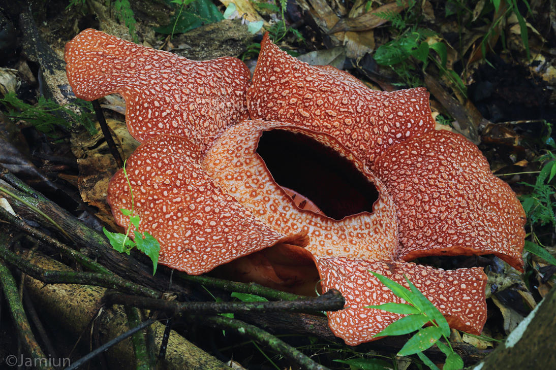 Rafflesia. (R. keithii). Approximately 80cm in diameter by the time I take this shot.