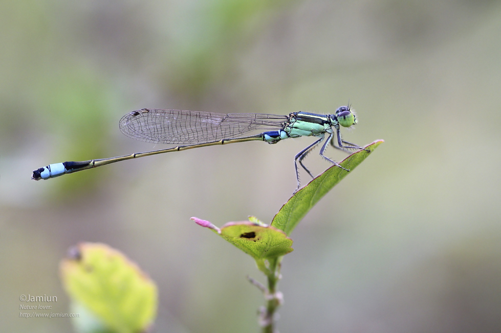 Ischnura senegalensis (male). Posted 8 July 2015.