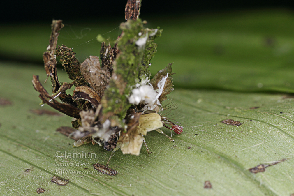 Lacewing's larvae, the great transporter with it's prey (an insect, but not a mite for sure)