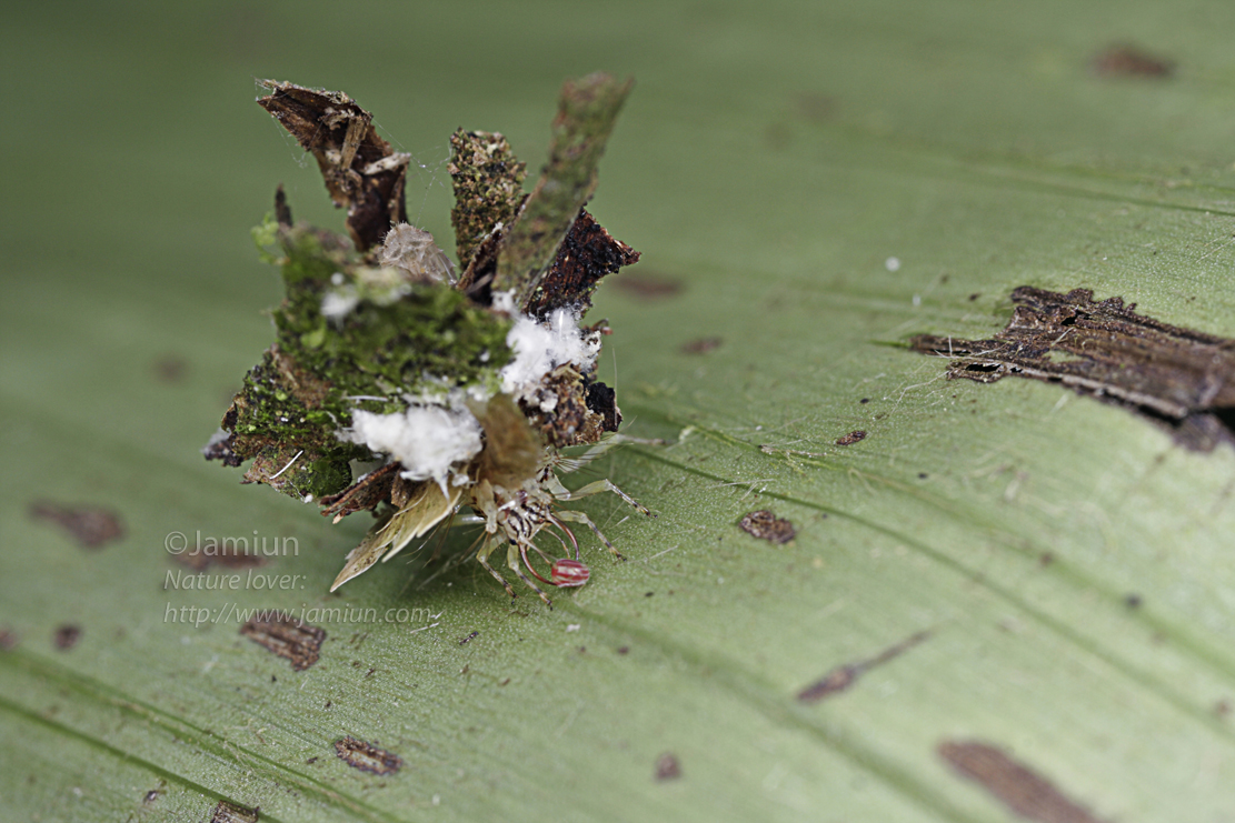 Lacewing's larvae, the great transporter with it's prey (an insect, but not a mite for sure)