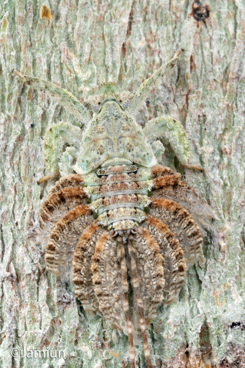 Lophopidae. ID suggested by Doug Yanega