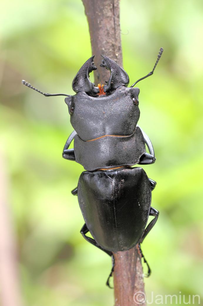 Stag beetle.