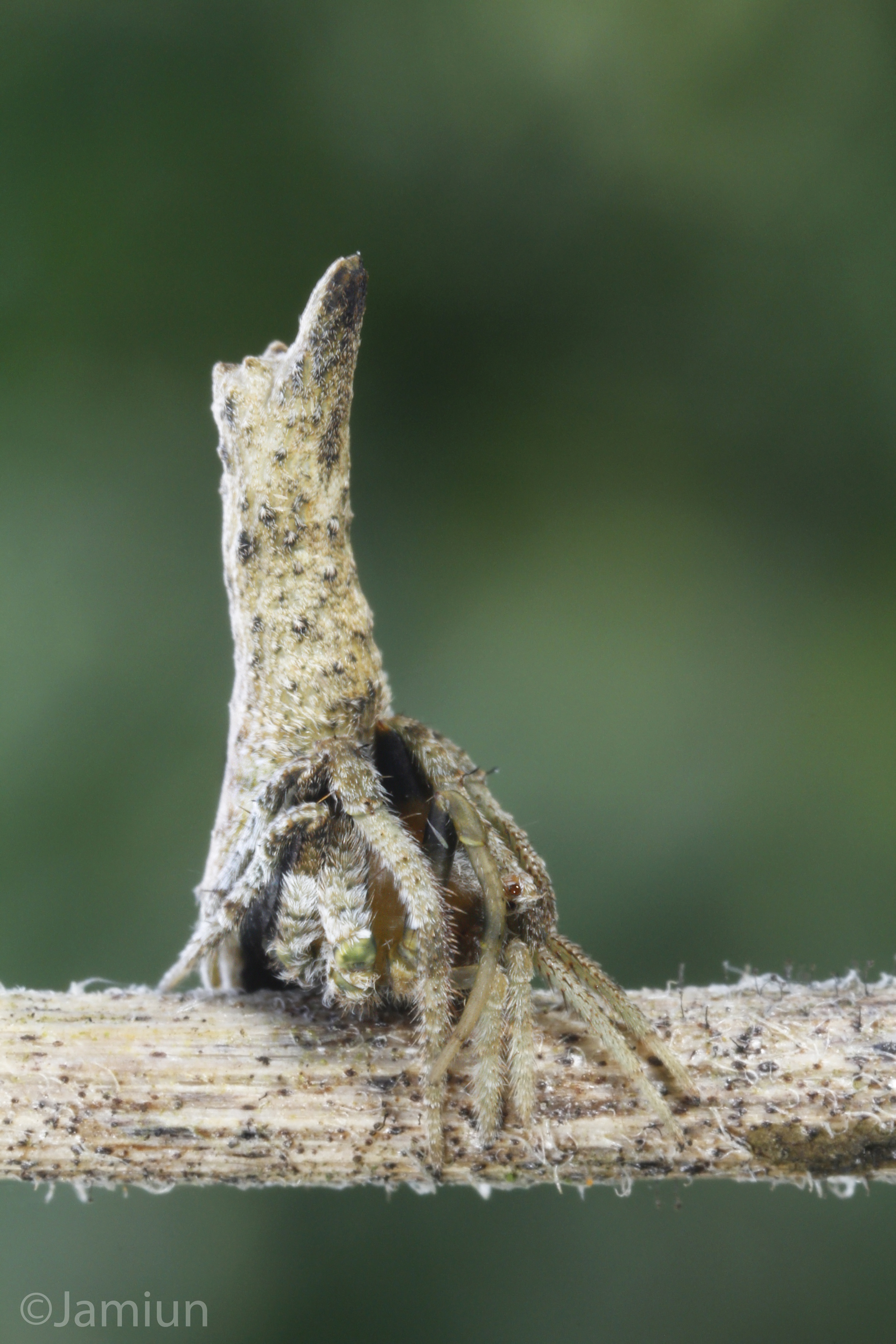 Tree Stump Orb Weaver Spider (Heurodes sp. 
