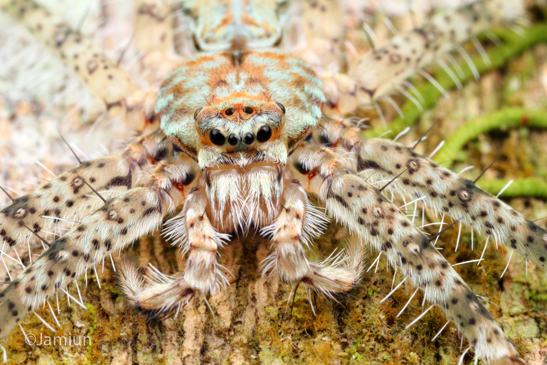 Lichen huntsman spider