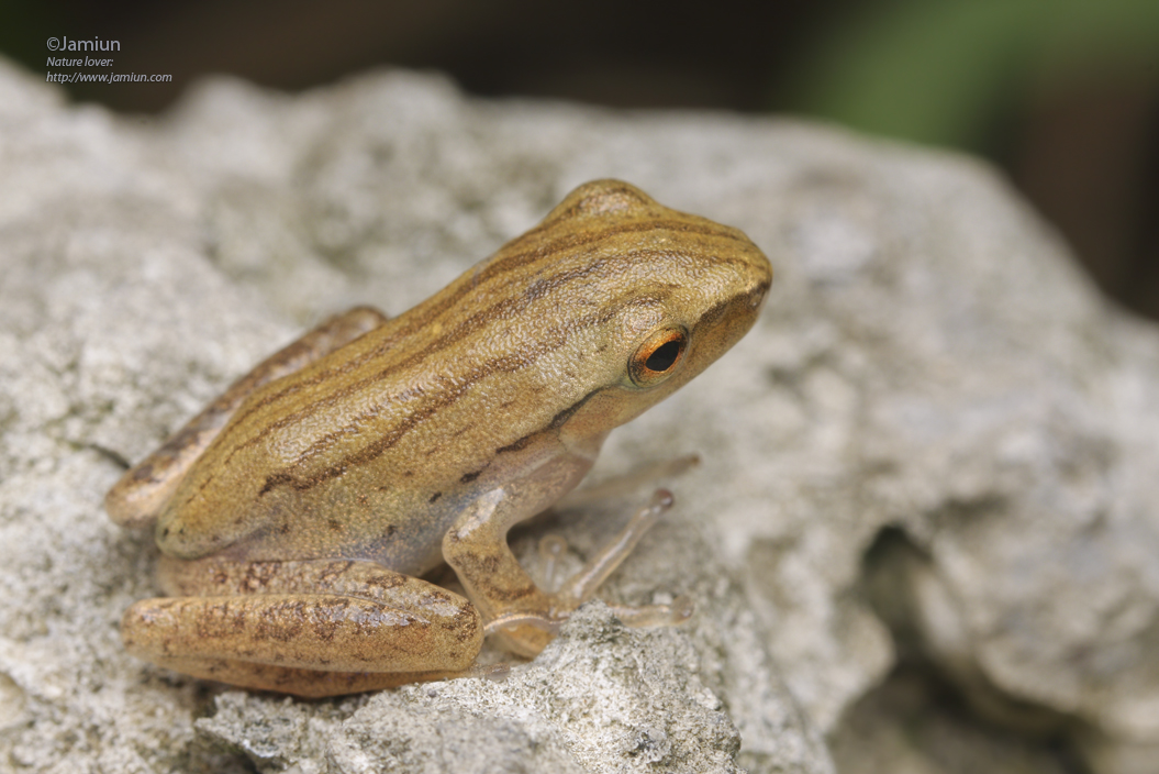The Four-lined Tree Frog (Polypedates leucomystax)?