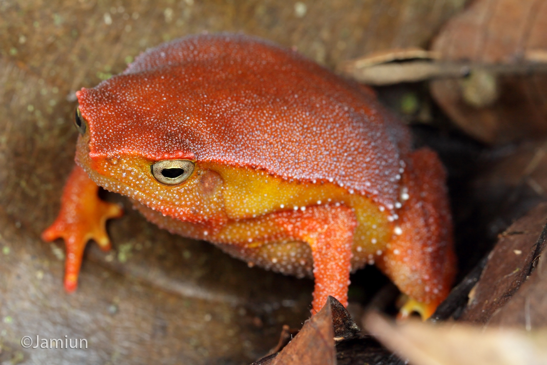 It was truly one of the most amazing coloured frogs. Kalophrynus sp. ID suggested by Kurt Orion G