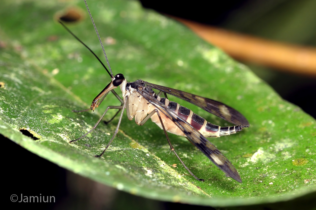 Scorpion fly, female. Again, my first encounter ;)