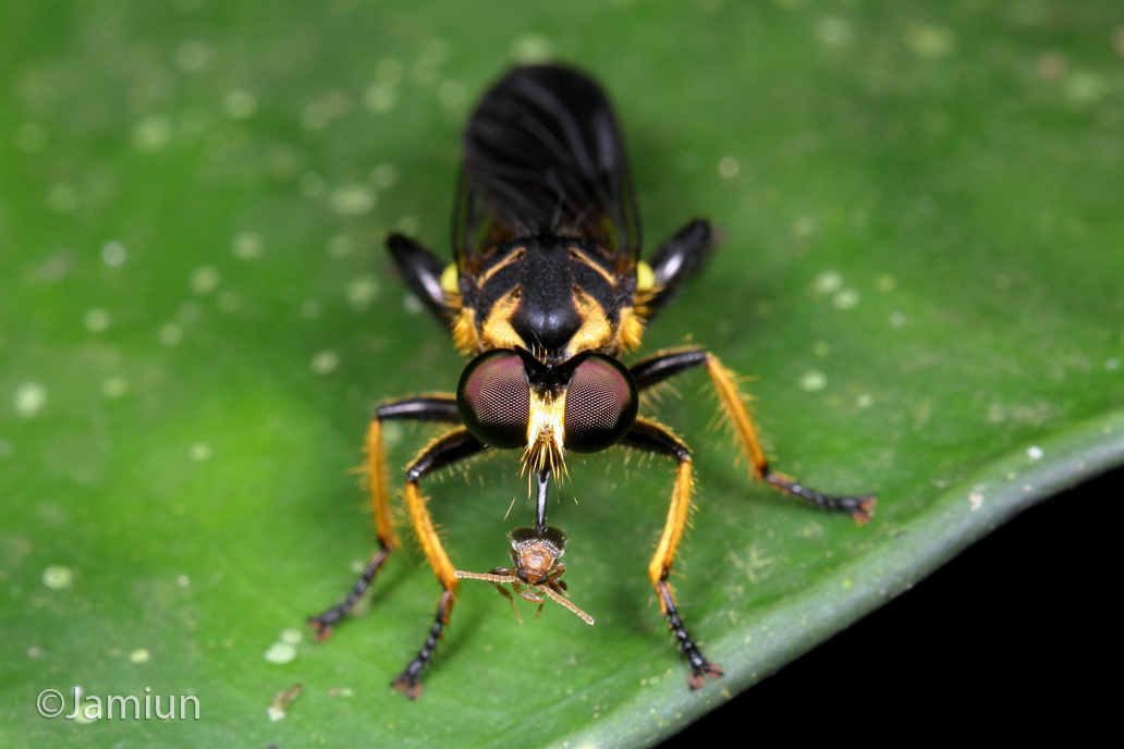 Robberfly, Asilidae