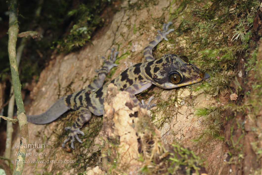 Cyrtodactylus baluensis. ID by Kurt Orion G
