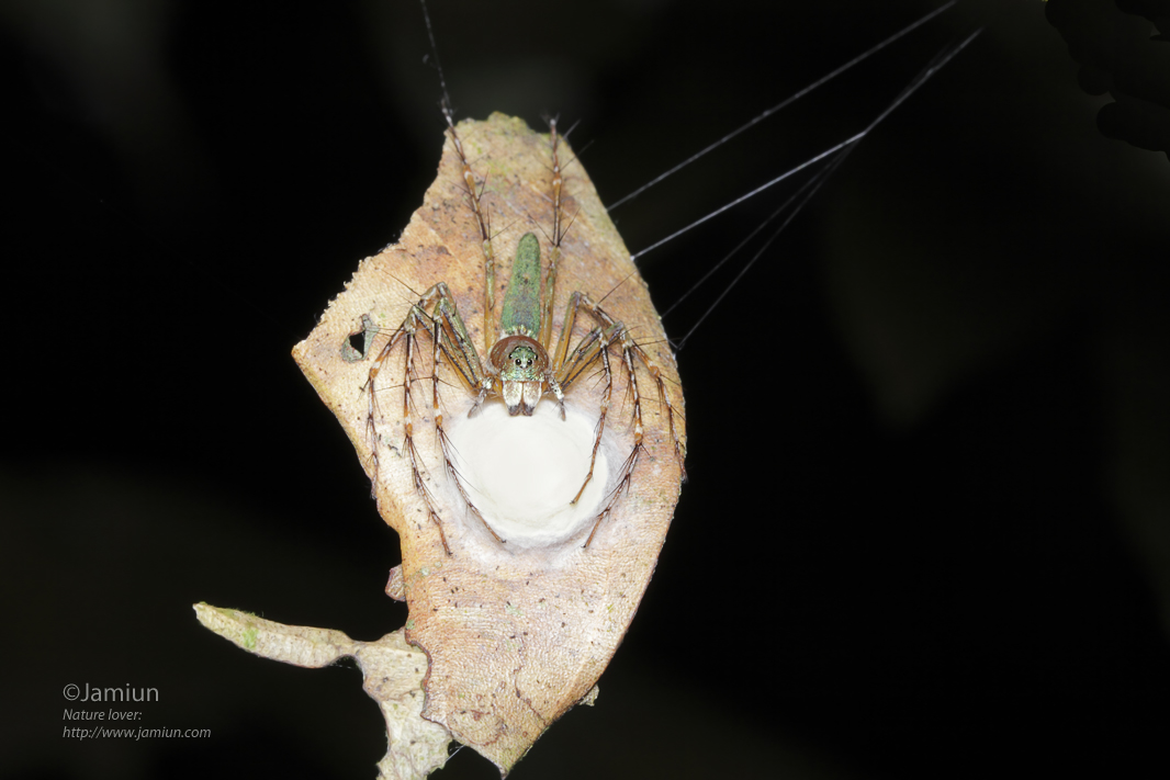 Lynx spider. New in my collection ;)