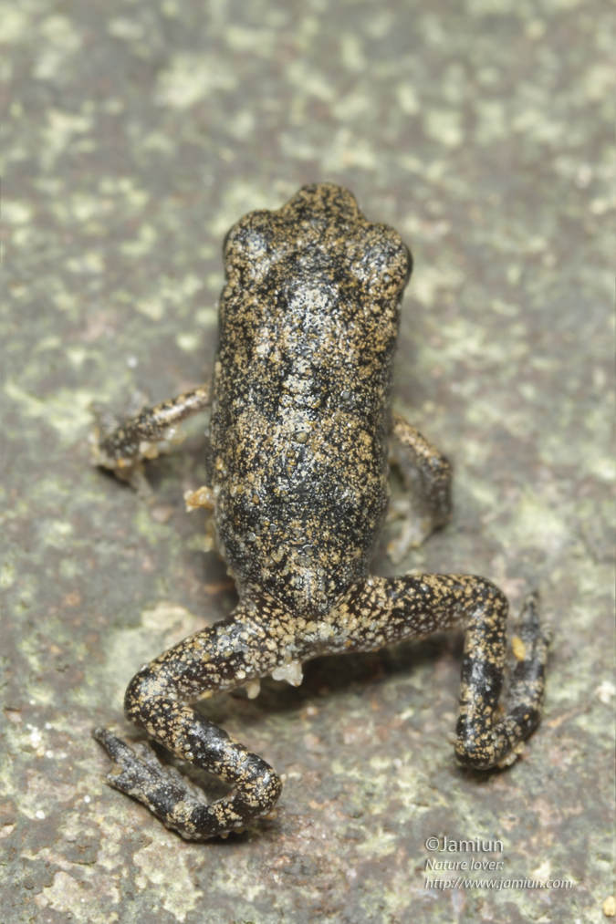 Upper shot of this (Toad?) Approximately 1cm.