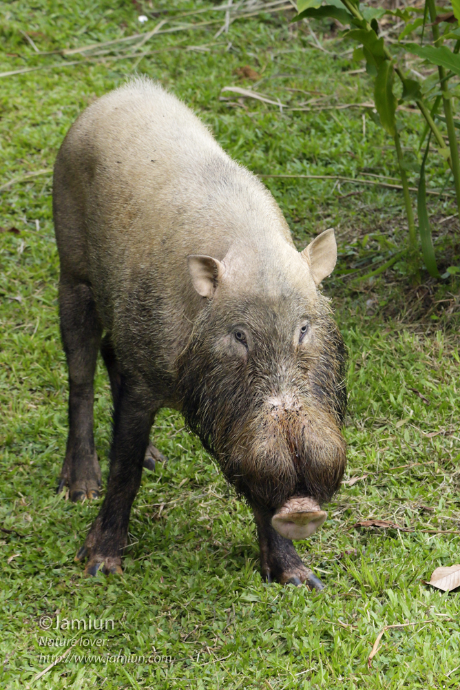 Wild boar visiting us ;)