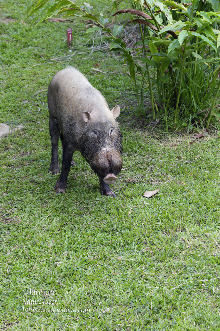Wild boar visiting us. Sometime visiting us in a group of seven ;)