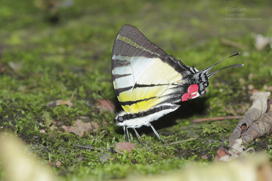 Kinabalu Swordtail - Pathysa stratiotes