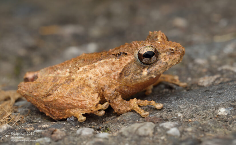Philautus petersi (Peter’s Bush Frog)