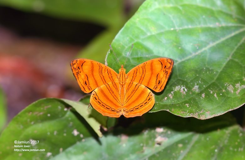 Chersonesia rahria rahria (Common Small Orange Mappwing)