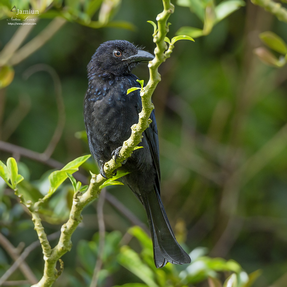 Hair-crested (Drongo Dicrurus hottentottus) Archives - Jamiun's Photography