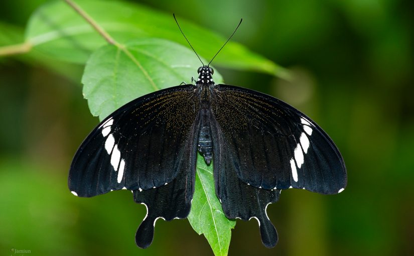 Papilio nephalus albolineatus (Black and White Helen)