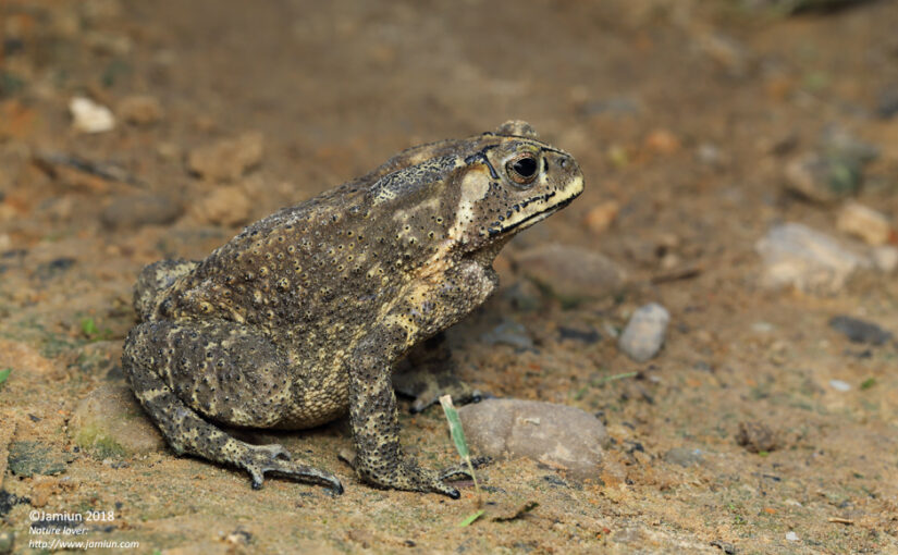 Duttaphrynus melanostictus (Common Sunda Toad)