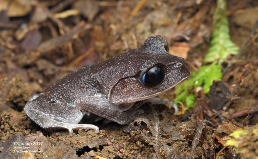 Leptobrachium abbotti (Lowland Litter Frog)