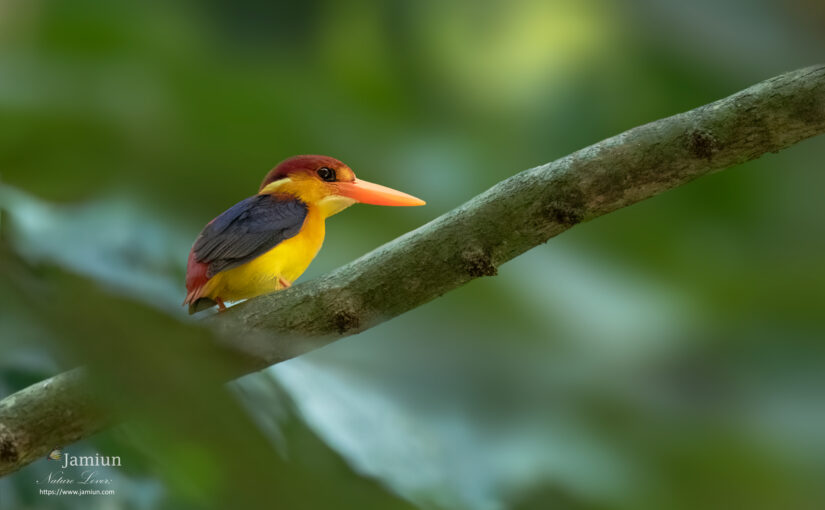 Rufous Backed Kingfisher [Ceyx rufidorsa motleyi]- Sabah Race